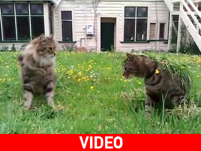 Να την κάνουμε με ελαφρά…